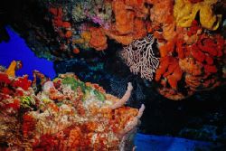 Colors of Cozumel - This was taken with a Sea & Sea MM II... by Michael Shope 